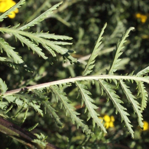Photographie n°669464 du taxon Tanacetum vulgare L. [1753]