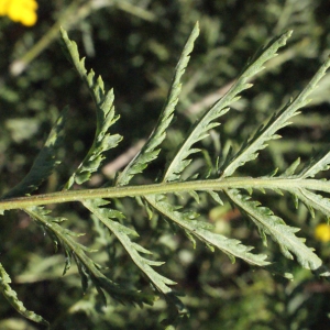 Photographie n°669465 du taxon Tanacetum vulgare L. [1753]