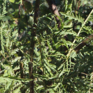 Photographie n°669466 du taxon Tanacetum vulgare L. [1753]