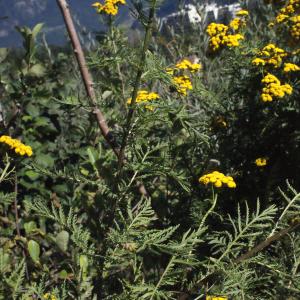 Photographie n°669467 du taxon Tanacetum vulgare L. [1753]
