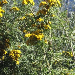 Photographie n°669468 du taxon Tanacetum vulgare L. [1753]