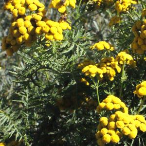 Photographie n°669469 du taxon Tanacetum vulgare L. [1753]