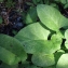  Liliane Roubaudi - Arctium tomentosum Mill. [1768]