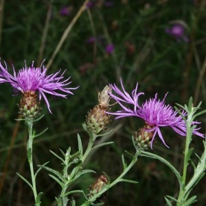 Photographie n°669560 du taxon Centaurea decipiens Thuill. [1799]