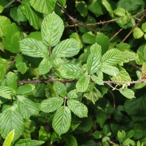 Photographie n°669563 du taxon Rubus ulmifolius Schott [1818]