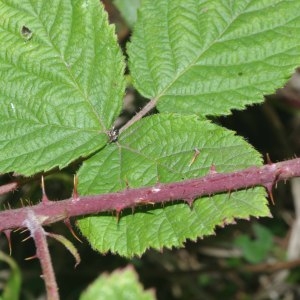 Photographie n°669568 du taxon Rubus ulmifolius Schott [1818]