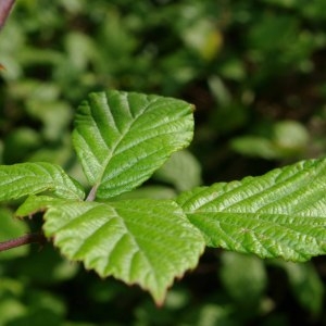 Photographie n°669577 du taxon Rubus ulmifolius Schott [1818]