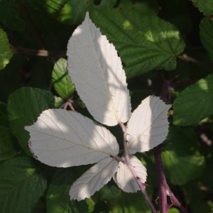 Photographie n°669579 du taxon Rubus ulmifolius Schott [1818]
