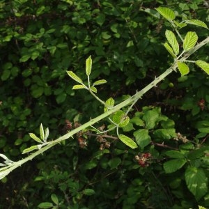 Photographie n°669580 du taxon Rubus ulmifolius Schott [1818]