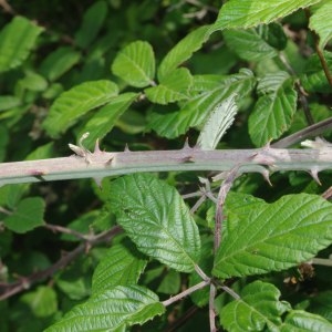 Photographie n°669581 du taxon Rubus ulmifolius Schott [1818]