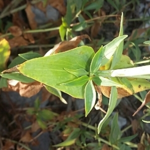 Photographie n°669637 du taxon Centranthus ruber (L.) DC. [1805]