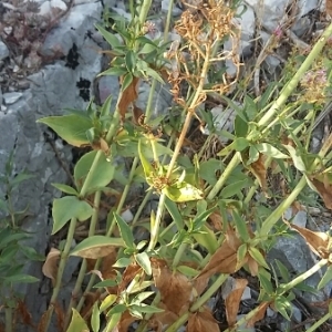 Photographie n°669638 du taxon Centranthus ruber (L.) DC. [1805]