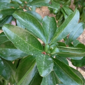 Photographie n°669648 du taxon Punica granatum L.