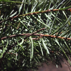 Pseudotsuga taxifolia (Lamb.) Britton (Douglas)