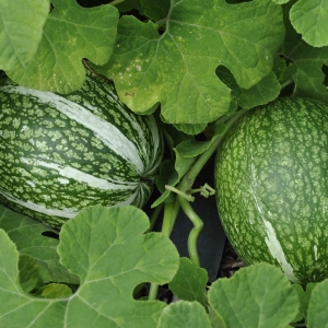 Photographie n°669744 du taxon Cucurbita ficifolia Bouché [1837]