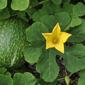  - Cucurbita ficifolia Bouché [1837]