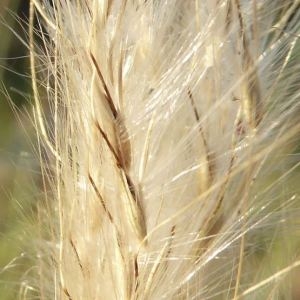 Photographie n°669958 du taxon Bothriochloa barbinodis (Lag.) Herter [1940]