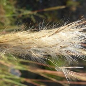 Photographie n°669960 du taxon Bothriochloa barbinodis (Lag.) Herter [1940]