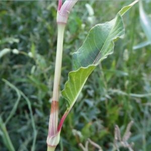 Photographie n°669967 du taxon Persicaria lapathifolia (L.) Delarbre [1800]