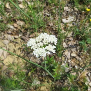 Photographie n°670137 du taxon Dichoropetalum carvifolia (Vill.) Pimenov & Kljuykov