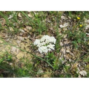 Holandrea carvifolia (Vill.) Reduron, Charpin & Pimenov (Peucédan à feuilles de carvi)