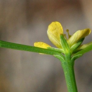 Hypericum gentianoides (L.) Britton, Sterns & Poggenb. (Millepertuis fausse gentiane)