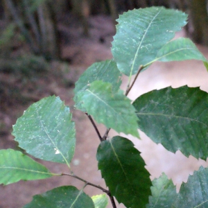 Photographie n°670329 du taxon Castanea sativa Mill.