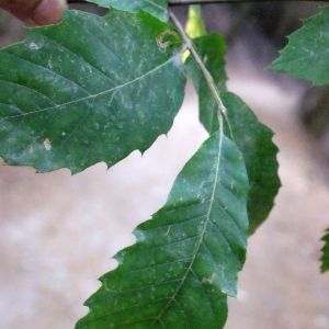 Photographie n°670330 du taxon Castanea sativa Mill.