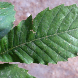 Photographie n°670334 du taxon Castanea sativa Mill.