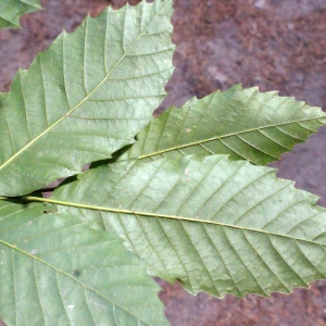 Photographie n°670337 du taxon Castanea sativa Mill.