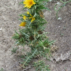 Photographie n°670420 du taxon Scolymus hispanicus L. [1753]