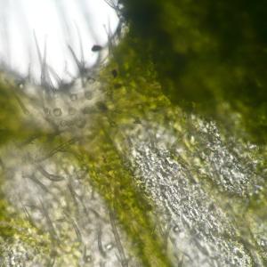 Photographie n°670440 du taxon Galeopsis ladanum L. [1753]