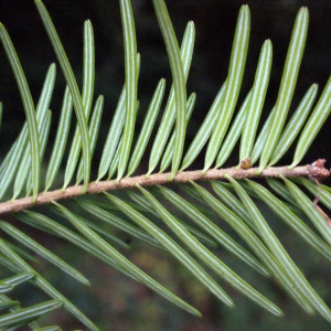 Photographie n°670444 du taxon Abies alba Mill. [1768]