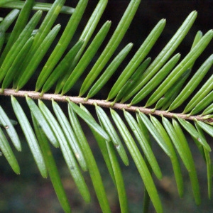 Photographie n°670446 du taxon Abies alba Mill. [1768]