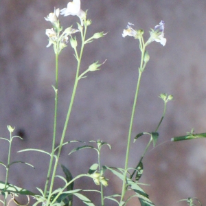 Photographie n°670452 du taxon Linaria repens (L.) Mill. [1768]