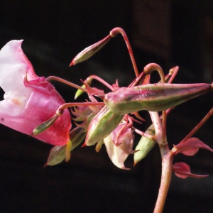 Photographie n°670480 du taxon Impatiens glandulifera Royle [1833]