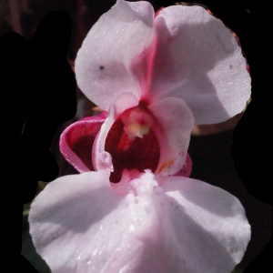 Photographie n°670483 du taxon Impatiens glandulifera Royle [1833]