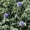  Liliane Roubaudi - Echinops bannaticus Rochel ex Schrad.