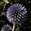  Liliane Roubaudi - Echinops bannaticus Rochel ex Schrad.