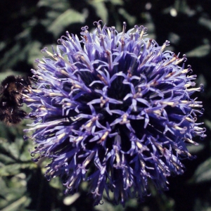 Photographie n°670496 du taxon Echinops bannaticus Rochel ex Schrad.