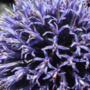 Photographie n°670497 du taxon Echinops bannaticus Rochel ex Schrad.