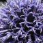  Liliane Roubaudi - Echinops bannaticus Rochel ex Schrad.