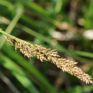 Photographie n°670503 du taxon Carex paniculata L. [1755]