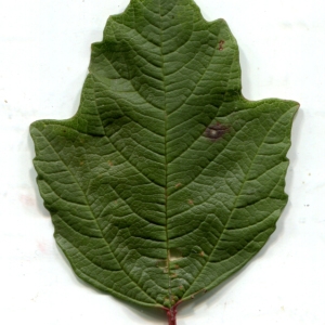 Photographie n°670537 du taxon Viburnum opulus L. [1753]