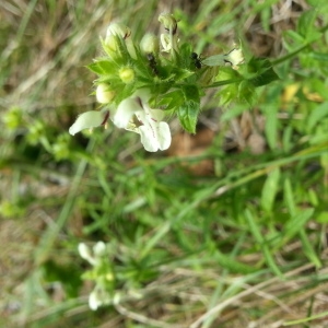 Photographie n°670606 du taxon Stachys recta L. [1767]