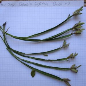 Photographie n°670669 du taxon Genistella sagittalis (L.) Gams