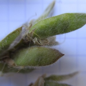 Photographie n°670670 du taxon Genistella sagittalis (L.) Gams