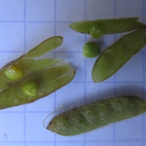 Photographie n°670671 du taxon Genistella sagittalis (L.) Gams