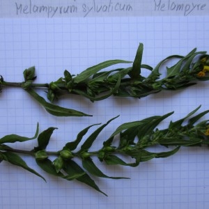 Photographie n°670674 du taxon Melampyrum sylvaticum sensu L.