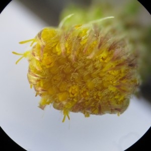 Photographie n°670699 du taxon Inula conyzae (Griess.) DC.